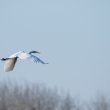 Grande Aigrette en vol